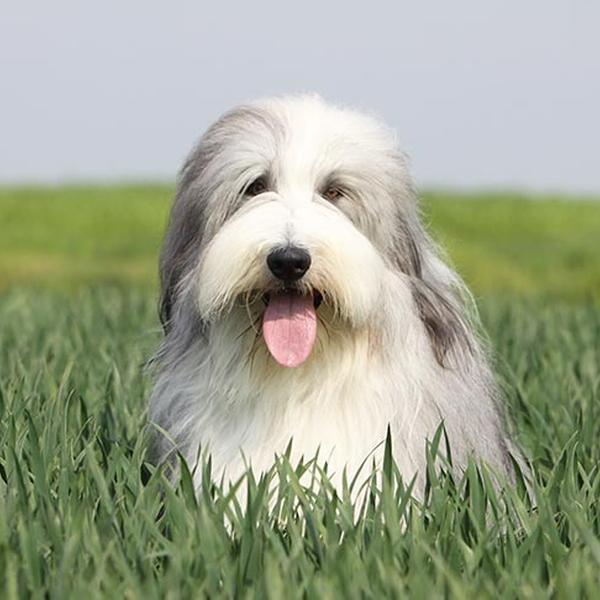 Bearded Collie